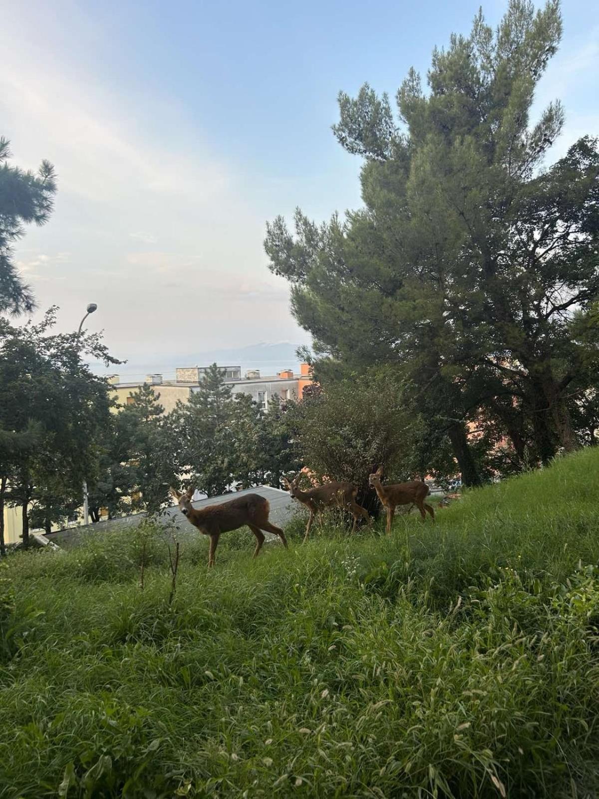 Apartment Jasna Rijeka Eksteriør bilde